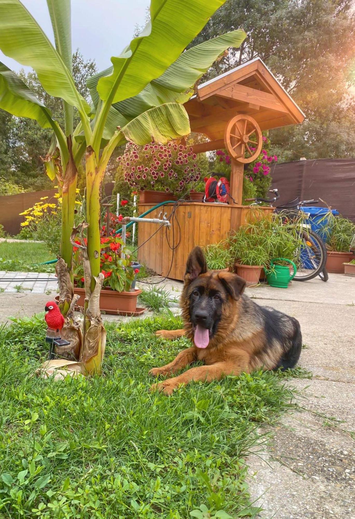 Arany Vendeghaz Vila Szarvas Exterior foto